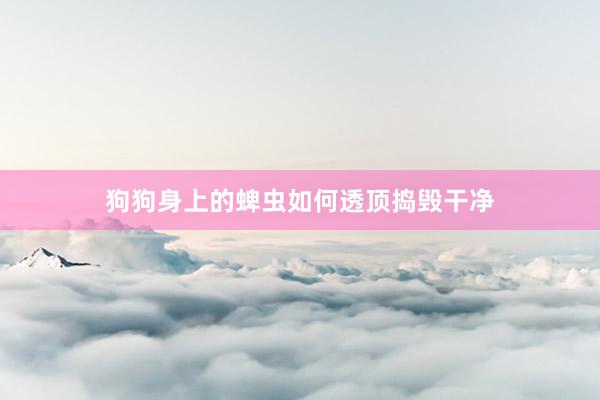 狗狗身上的蜱虫如何透顶捣毁干净